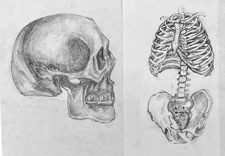 Anatomía esencial para artistas