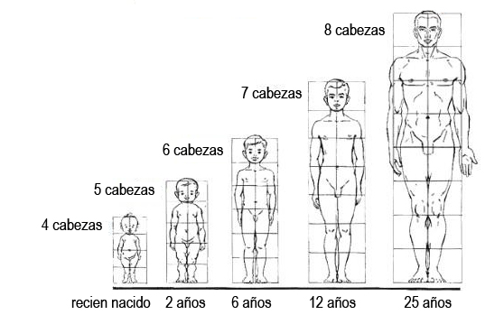 Cánones de proporciones en dibujos a lápiz