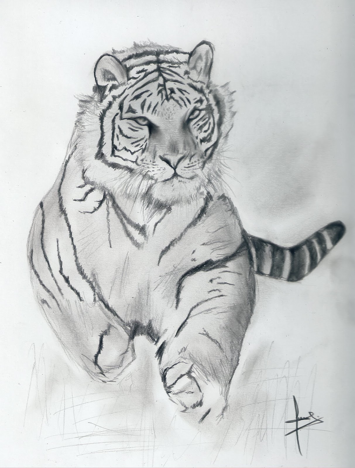 dibujo a lapiz de tigre