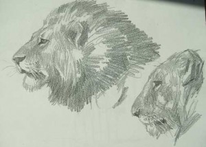 Dibujos a lápiz de leones (4)