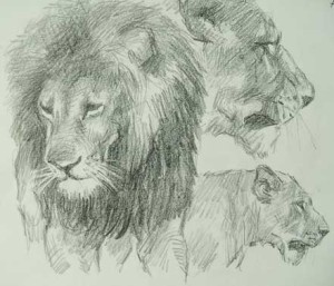 Dibujos a lápiz de leones (5)