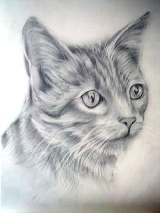 Dibujos a lapiz de gatos | Dibujos a lapiz