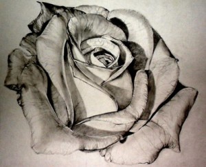11 Hermosos dibujos a lápiz de rosas (7)