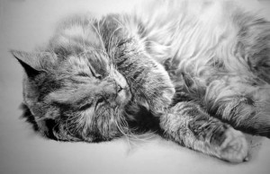 9 Bonitos dibujos a lápiz gatos (5)