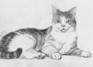 9 Bonitos dibujos a lápiz gatos (6)