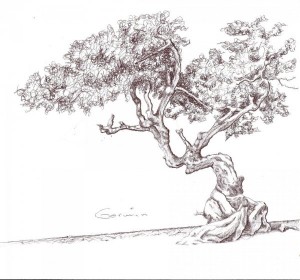 10 Bonitos dibujos a lápiz de árboles (4)