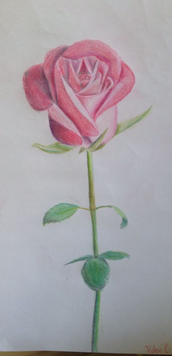 10 dibujos a lápiz de rosas para tatuajes | Dibujos a lapiz