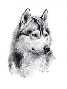 10 nuevos dibujos a lápiz de animales (4)