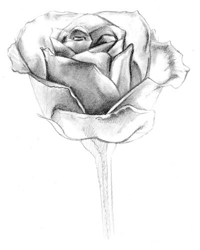 10 Hermosos dibujos de rosas a lápiz | Dibujos a lapiz