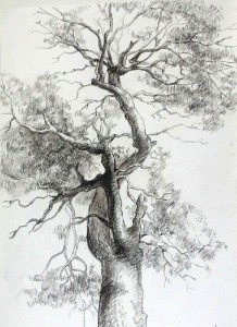 11 Nuevos dibujos a lápiz de árboles (10)