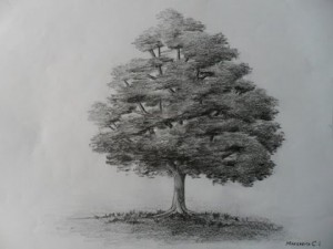 11 Nuevos dibujos a lápiz de árboles (6)