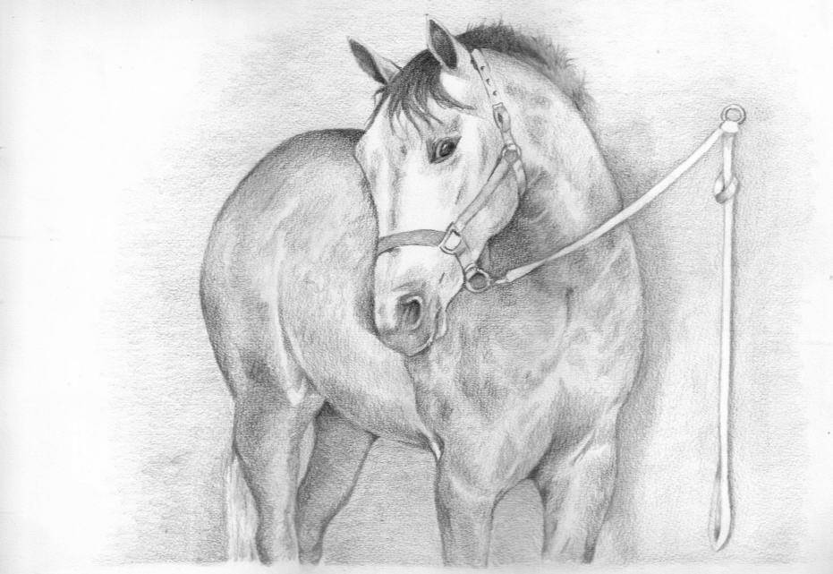 Featured image of post The Best 13 Bonitos Dibujos De Caballos A Lapiz Faciles