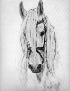 11 dibujos a lápiz de caballos (4)