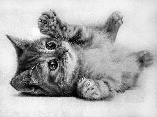 10 dibujos a lápiz de gatos | Dibujos a lapiz