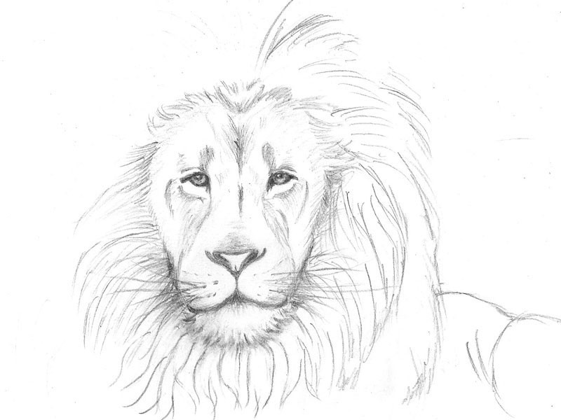 Cómo dibujar con lápiz un león paso a paso