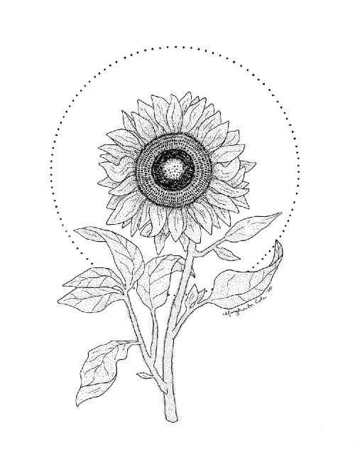 Cómo dibujar un girasol paso a paso | Dibujos a lapiz